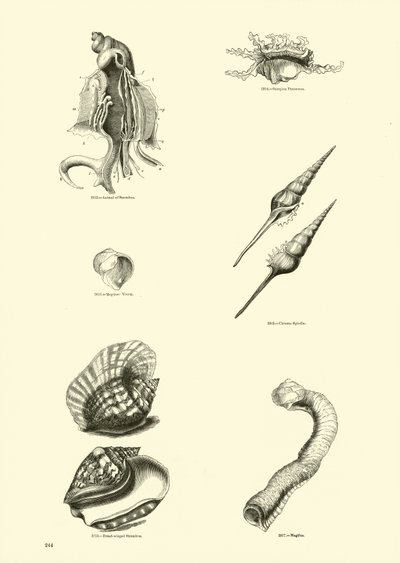 Pagina dal Museo Pittoresco della Natura Animata da English School