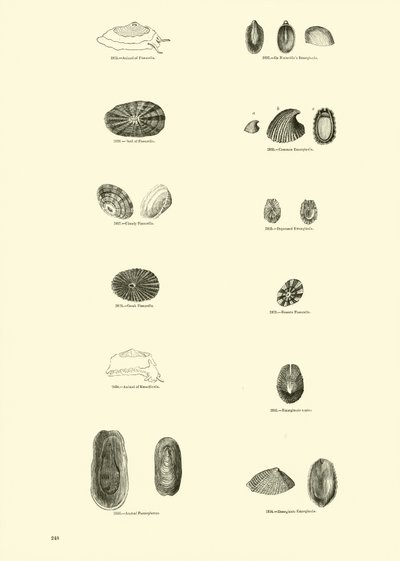 Pagina dal Museo Pittoresco della Natura Animata da English School