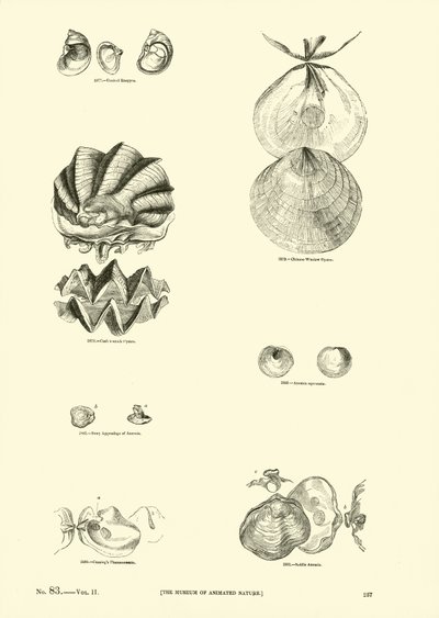 Pagina dal Museo Pittoresco della Natura Animata da English School