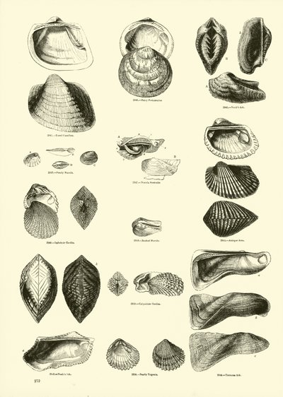 Pagina dal Museo Pittoresco della Natura Animata da English School