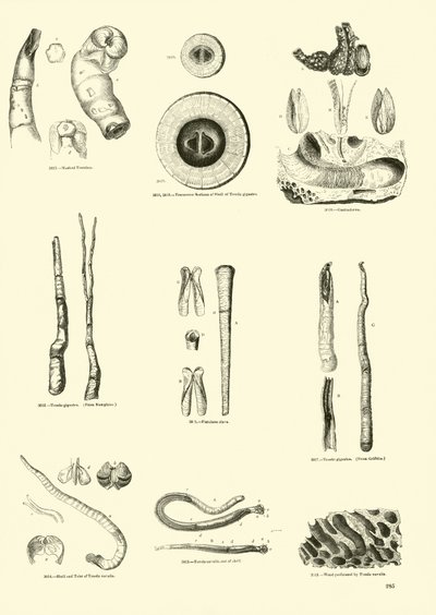 Pagina dal Museo Pittoresco della Natura Animata da English School