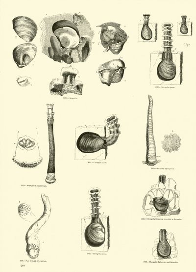 Pagina dal Museo Pittoresco della Natura Animata da English School
