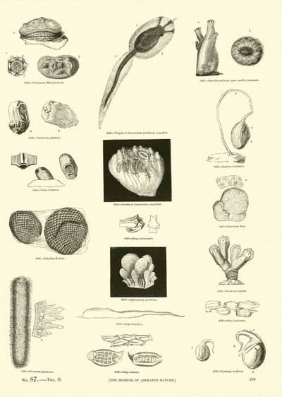 Pagina dal Museo Pittoresco della Natura Animata da English School