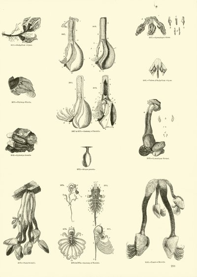 Pagina dal Museo Pittoresco della Natura Animata da English School