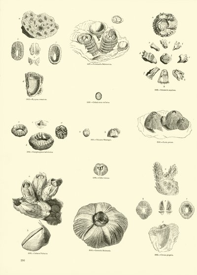 Pagina dal Museo Pittoresco della Natura Animata da English School