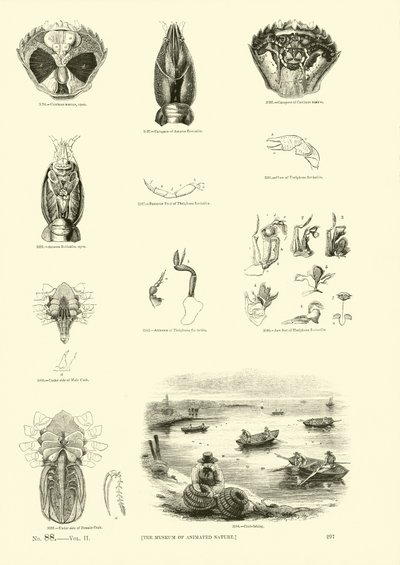 Pagina dal Museo Pittoresco della Natura Animata da English School