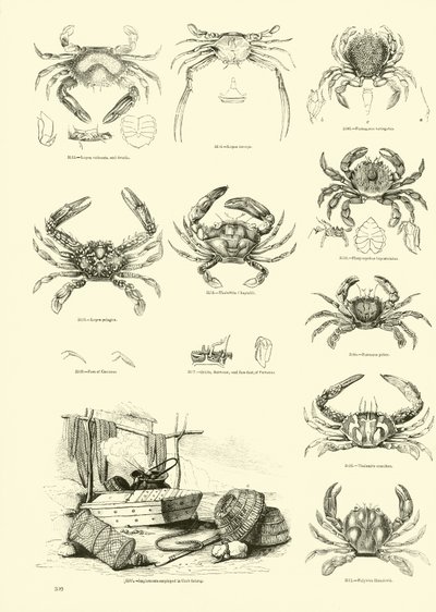 Pagina dal Museo Pittoresco della Natura Animata da English School