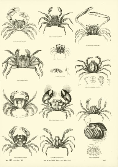 Pagina dal Museo Pittoresco della Natura Animata da English School