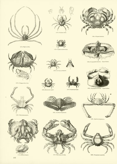 Pagina dal Museo Pittoresco della Natura Animata da English School