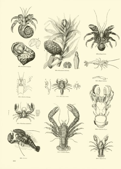 Pagina dal Museo Pittoresco della Natura Animata da English School