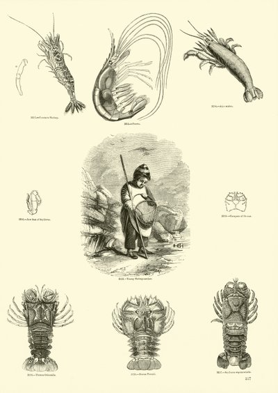 Pagina dal Museo Pittoresco della Natura Animata da English School