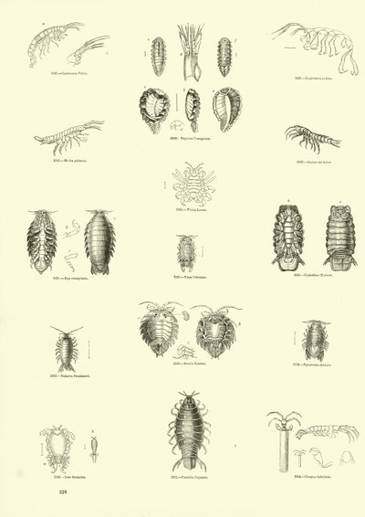 Pagina dal Museo Pittoresco della Natura Animata da English School