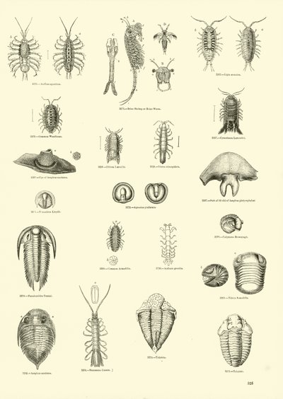 Pagina dal Museo Pittoresco della Natura Animata da English School