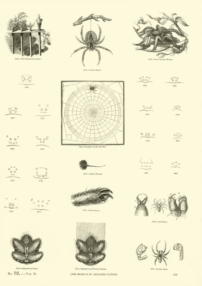 Pagina dal Museo Pittoresco della Natura Animata da English School