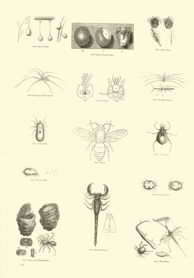Pagina dal Museo Pittoresco della Natura Animata da English School