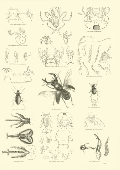 Pagina dal Museo Pittoresco della Natura Animata da English School