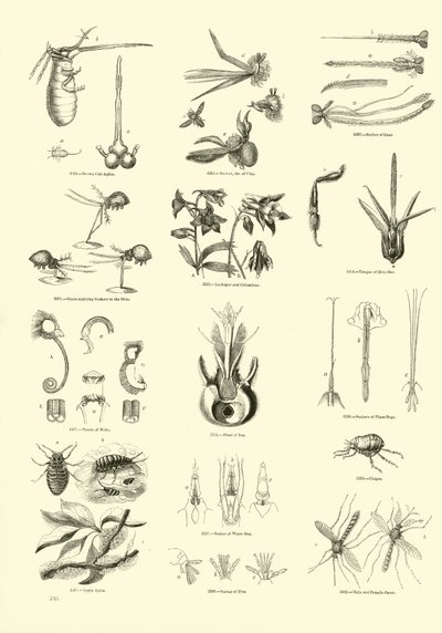 Pagina dal Museo Pittoresco della Natura Animata da English School