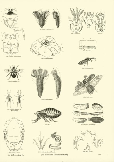 Pagina dal Museo Pittoresco della Natura Animata da English School