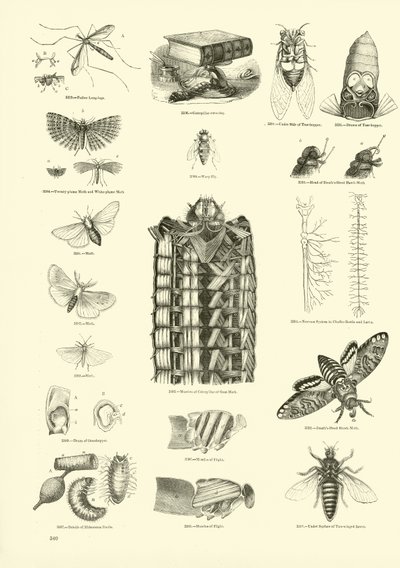 Pagina dal Museo Pittoresco della Natura Animata da English School