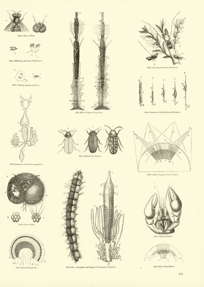 Pagina dal Museo Pittoresco della Natura Animata da English School