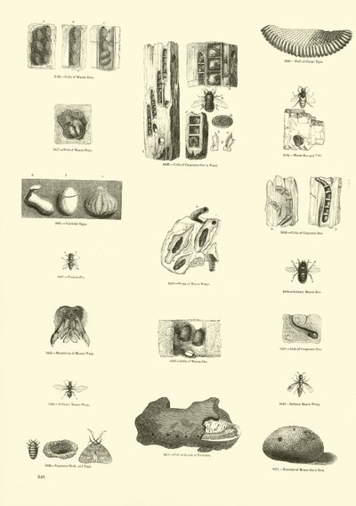 Pagina dal Museo Pittoresco della Natura Animata da English School