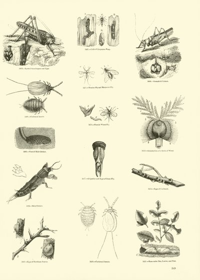 Pagina dal Museo Pittoresco della Natura Animata da English School
