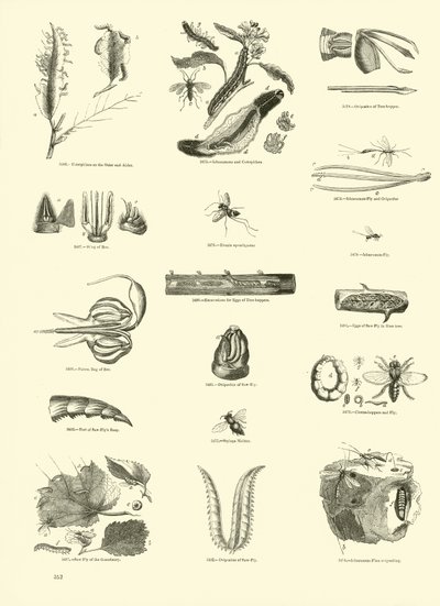 Pagina dal Museo Pittoresco della Natura Animata da English School