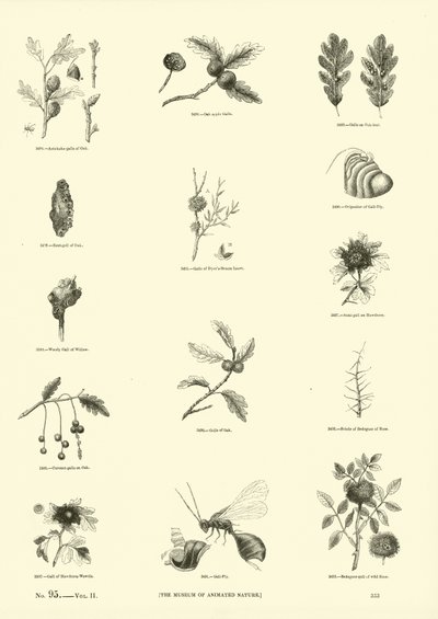 Pagina dal Museo Pittoresco della Natura Animata da English School