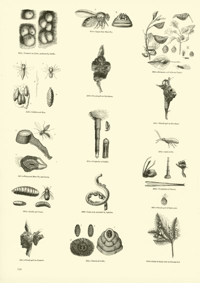 Pagina dal Museo Illustrato della Natura Animata da English School