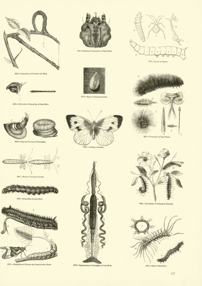 Pagina dal Museo Illustrato della Natura Animata da English School