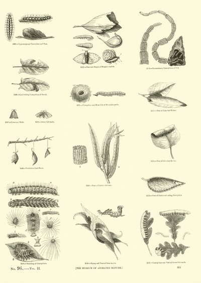Pagina dal Museo Illustrato della Natura Animata da English School