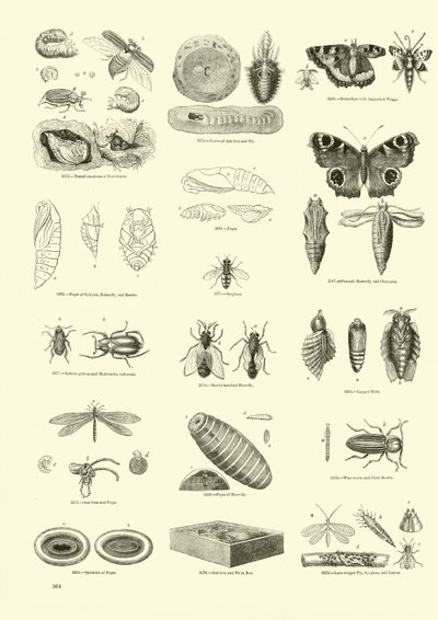 Pagina dal Museo Illustrato della Natura Animata da English School