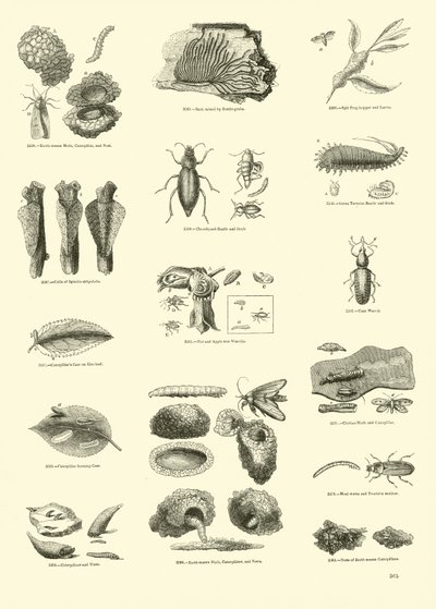 Pagina dal Museo Illustrato della Natura Animata da English School