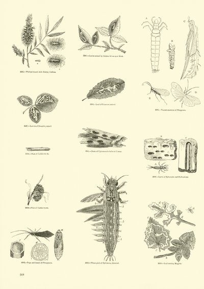 Pagina dal Museo Illustrato della Natura Animata da English School