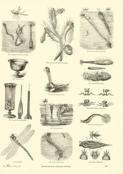 Pagina dal Museo Illustrato della Natura Animata da English School
