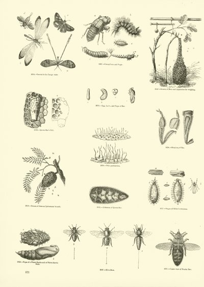 Pagina dal Museo Illustrato della Natura Animata da English School