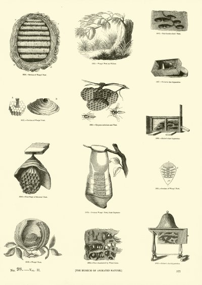Pagina dal Museo Illustrato della Natura Animata da English School