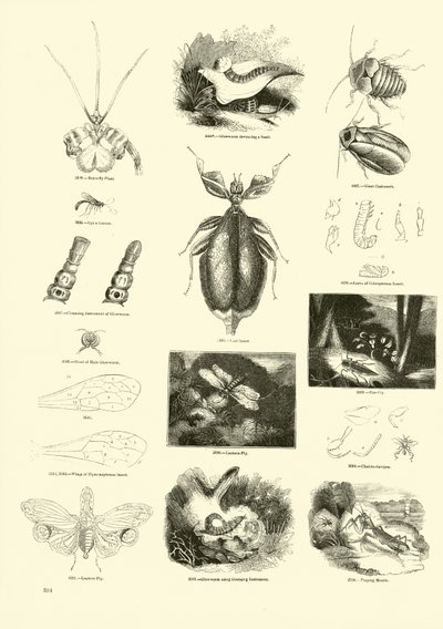 Pagina dal Museo Illustrato della Natura Animata da English School
