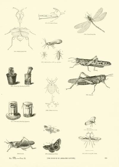 Pagina dal Museo Illustrato della Natura Animata da English School