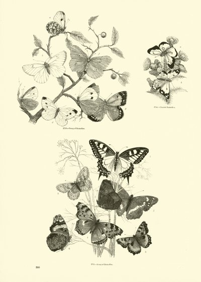 Pagina dal Museo Illustrato della Natura Animata da English School