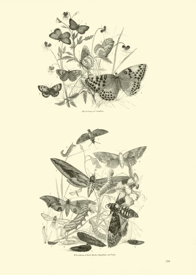 Pagina dal Museo Illustrato della Natura Animata da English School
