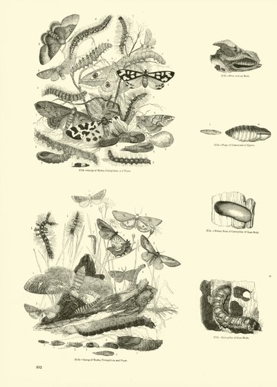 Pagina dal Museo Illustrato della Natura Animata da English School