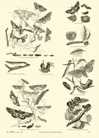 Pagina dal Museo Illustrato della Natura Animata da English School