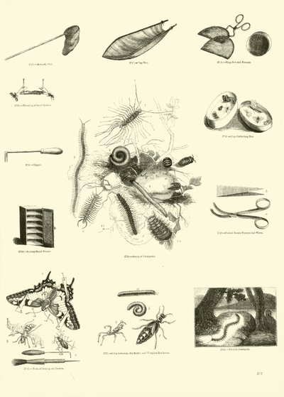Pagina dal Museo Illustrato della Natura Animata da English School