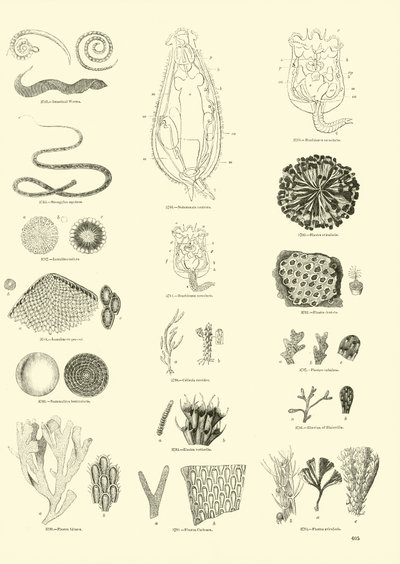 Pagina dal Museo Illustrato della Natura Animata da English School