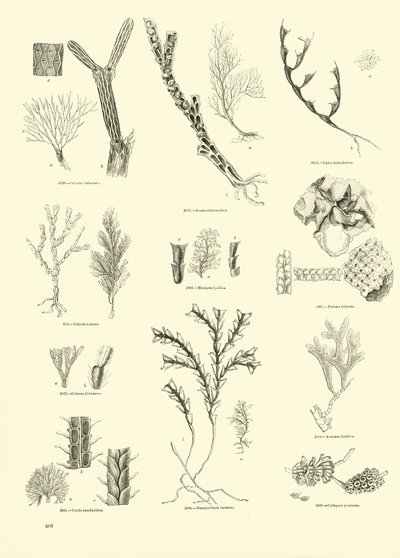 Pagina dal Museo Illustrato della Natura Animata da English School