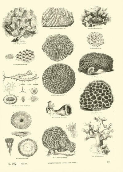 Pagina dal Museo Illustrato della Natura Animata da English School