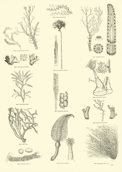 Pagina dal Museo Illustrato della Natura Animata da English School
