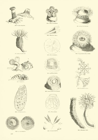Pagina dal Museo Illustrato della Natura Animata da English School