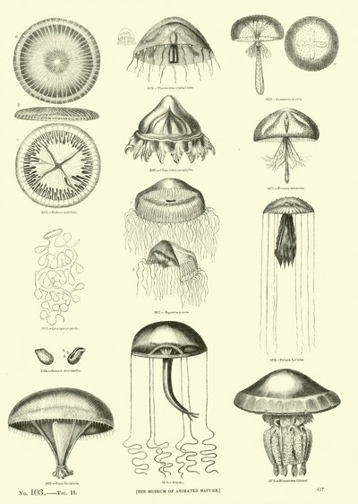 Pagina dal Museo Illustrato della Natura Animata da English School